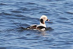 Long-tailed Duck